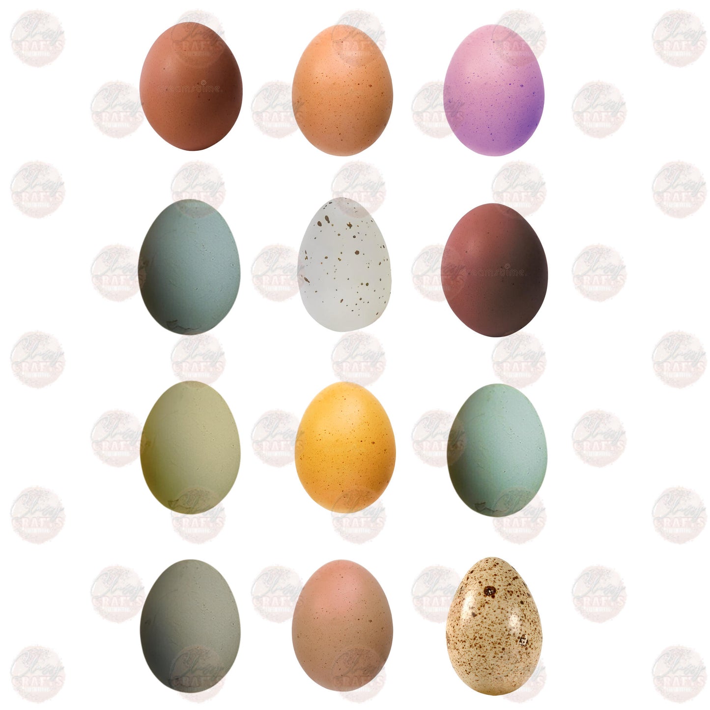 Chicken Eggs Transfer